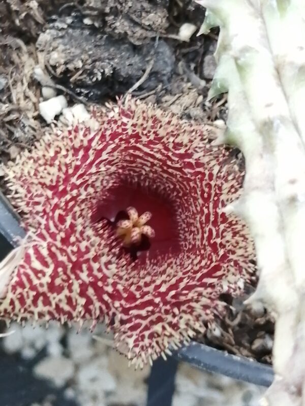 Huernia erinacea