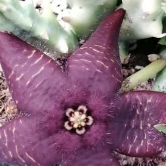 Orbea doldii