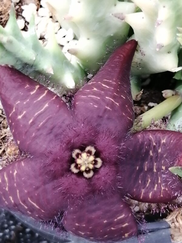 Orbea doldii