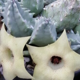 Huernia thuretii var. primulina