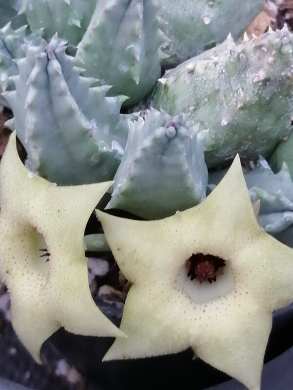 Huernia thuretii var. primulina