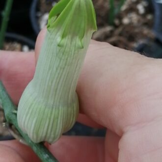 Ceropegia ampliata