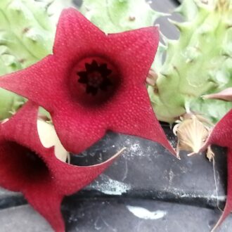 Huernia macrocarpa var. penzigii