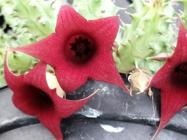 Huernia macrocarpa var. penzigii