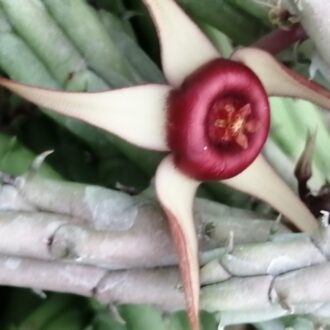 Huernia procumbens