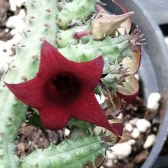 Huernia pillansii x pendula
