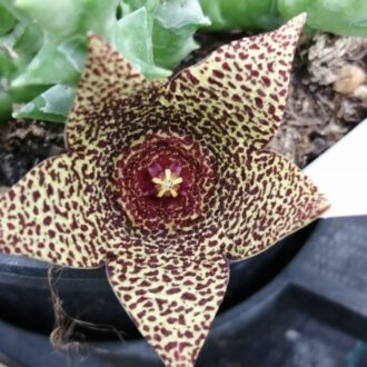 Orbea verrucosa