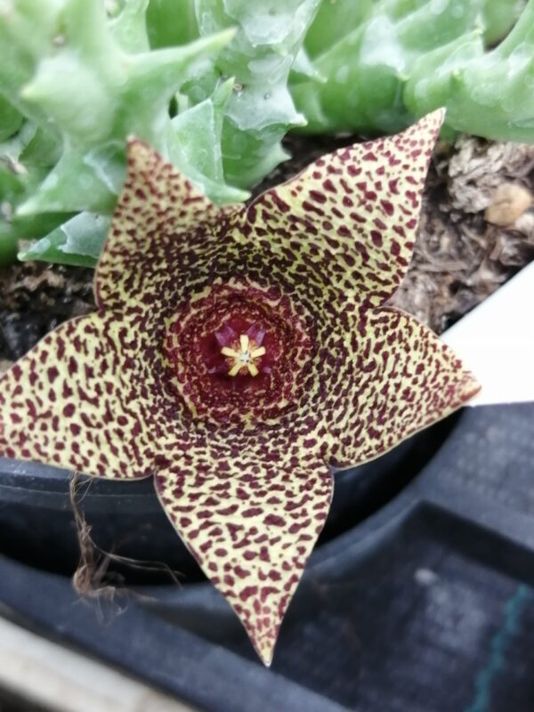 Orbea verrucosa