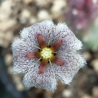 Stapelia erectiflora