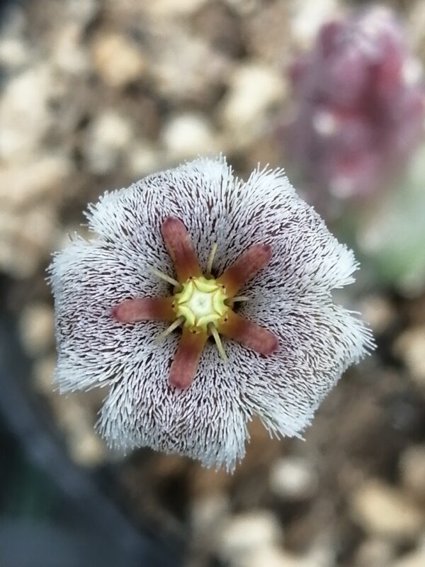 Stapelia erectiflora