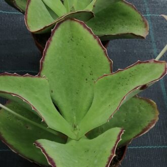 Kalanchoe synsepala