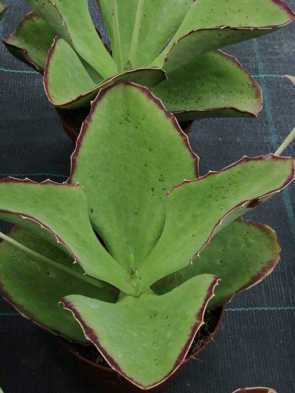 Kalanchoe synsepala