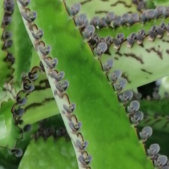 Kalanchoe pinnata
