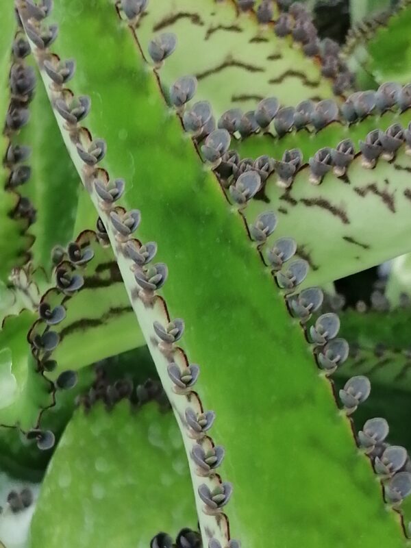 Kalanchoe pinnata