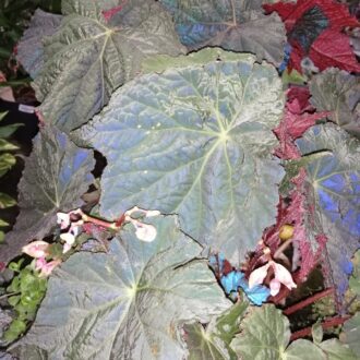 Begonia Dark Side of the Moon