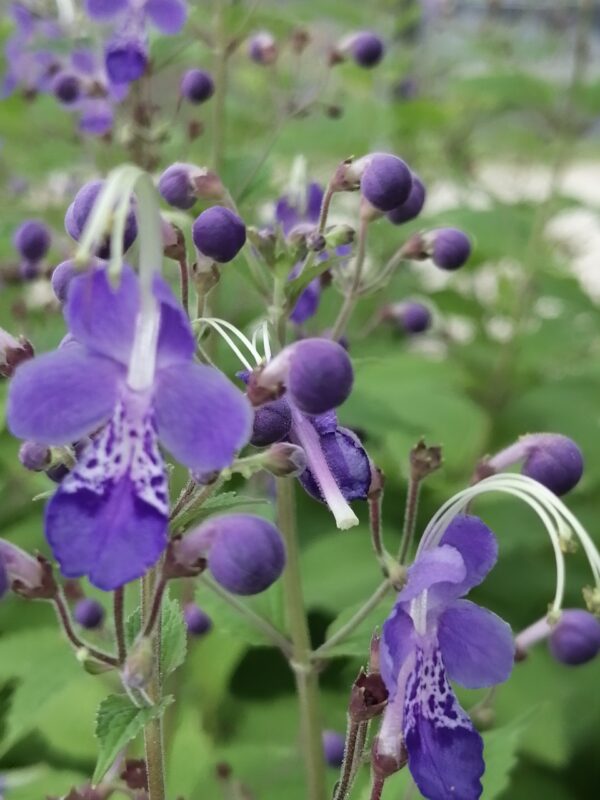 Caryopteris divaricata