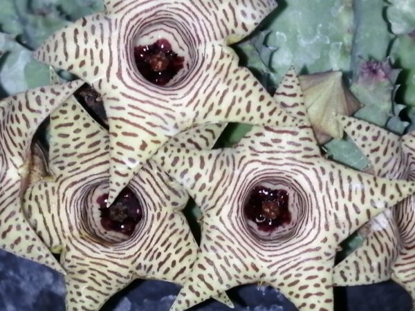 Huernia thuretii