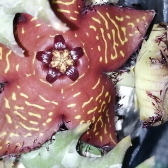 Orbea macloughlinii