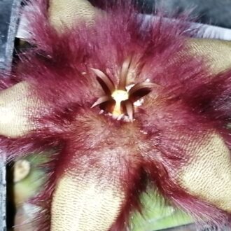 Stapelia ibrido orto1