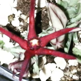 Caralluma baldratii