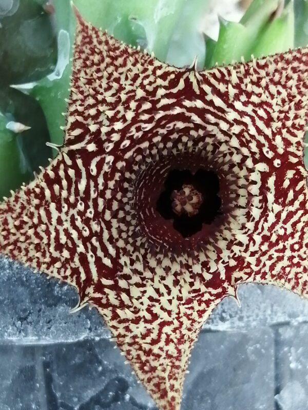 Huernia hybrid Orto 14