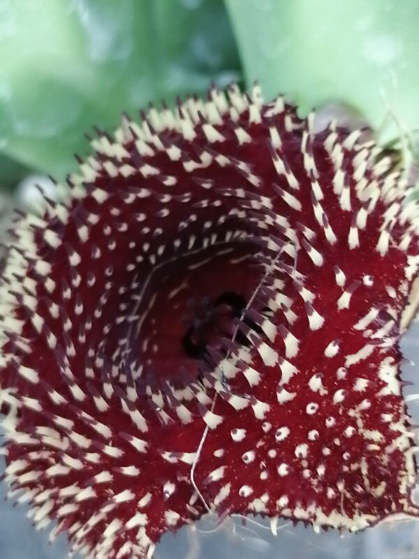 Huernia hybrid Orto 15