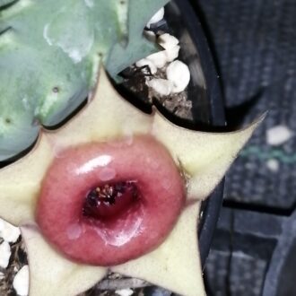Huernia insigniflora, Huernia zebrina subs. insigniflora