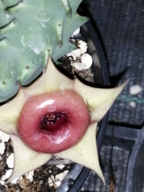 Huernia insigniflora, Huernia zebrina subs. insigniflora