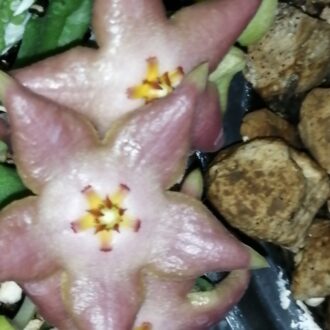 Stapelia divaricata