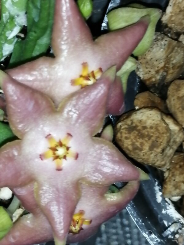 Stapelia divaricata