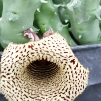Huernia hybrid Orto 5