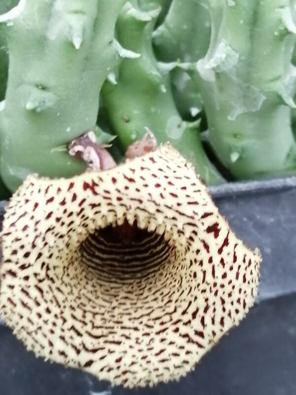 Huernia hybrid Orto 5