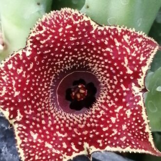 Huernia hybrid Orto 2