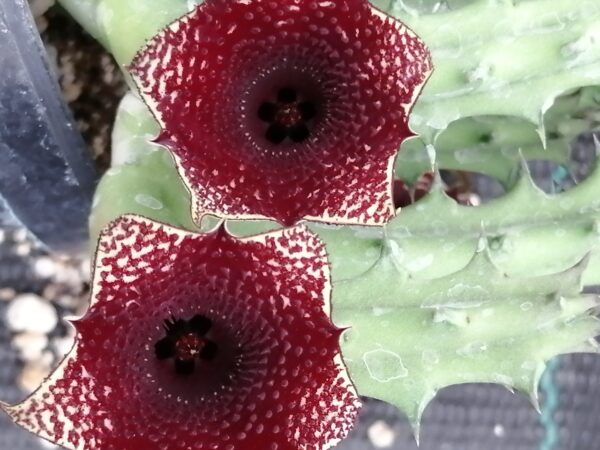 Huernia hybrid Orto 4