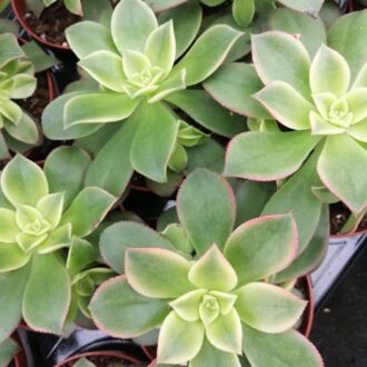 Aeonium tricolor