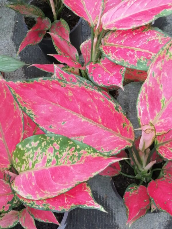 Aglaonema Cherry Baby