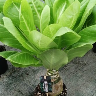 Brighamia insignis