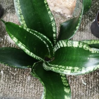 Sansevieria trifasciata Gray Stripe