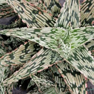 Aloe Croco Gem