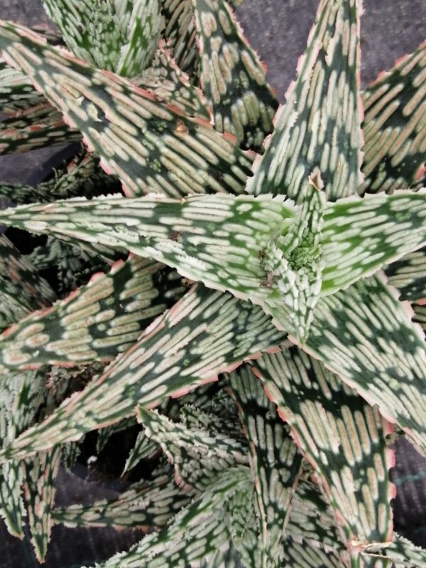 Aloe Croco Gem