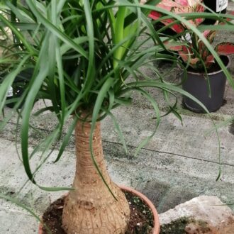 Beucarnea