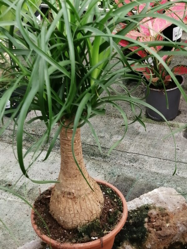 Beucarnea