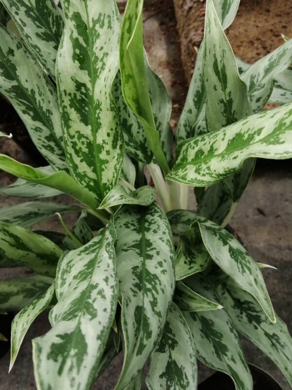 Aglaonema Greyhound