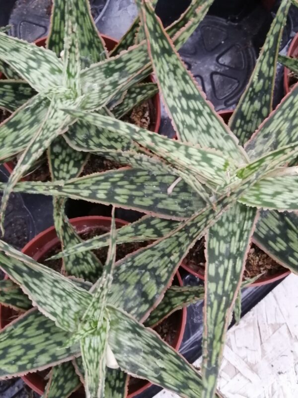 Aloe Christmas Carol