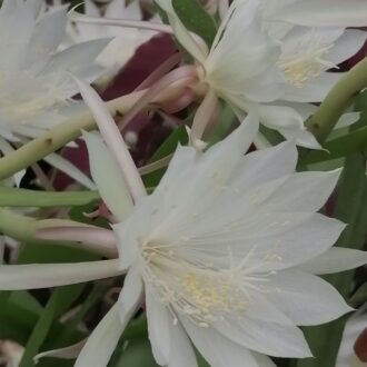 Epiphyllum pumilum