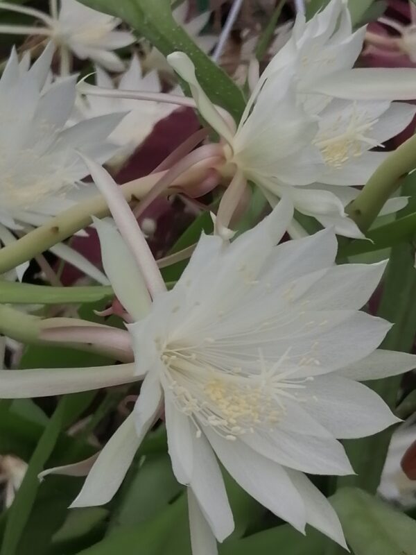 Epiphyllum pumilum