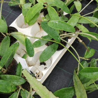 Hoya melliflua