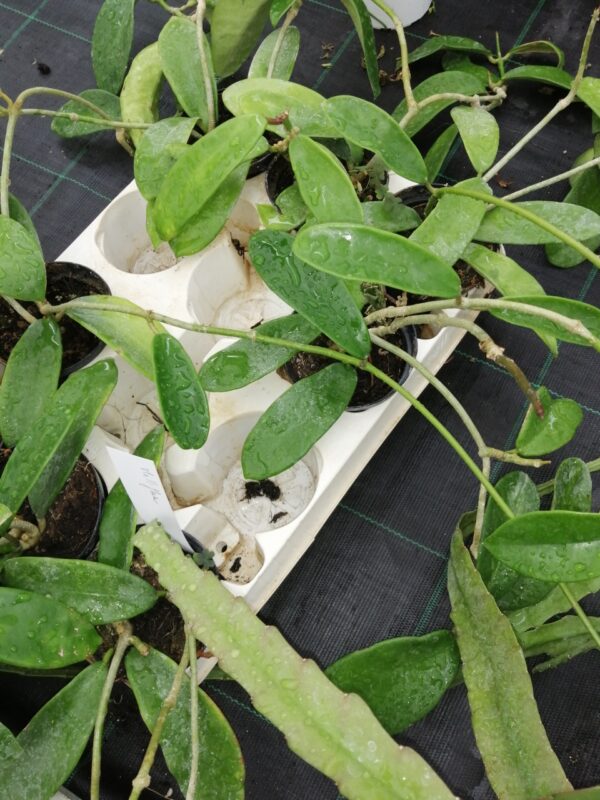 Hoya melliflua