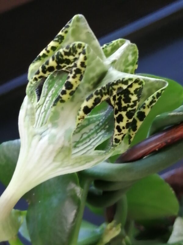 Ceropegia sandersonii altra forma