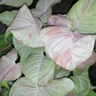 Syngonium Pink Spot